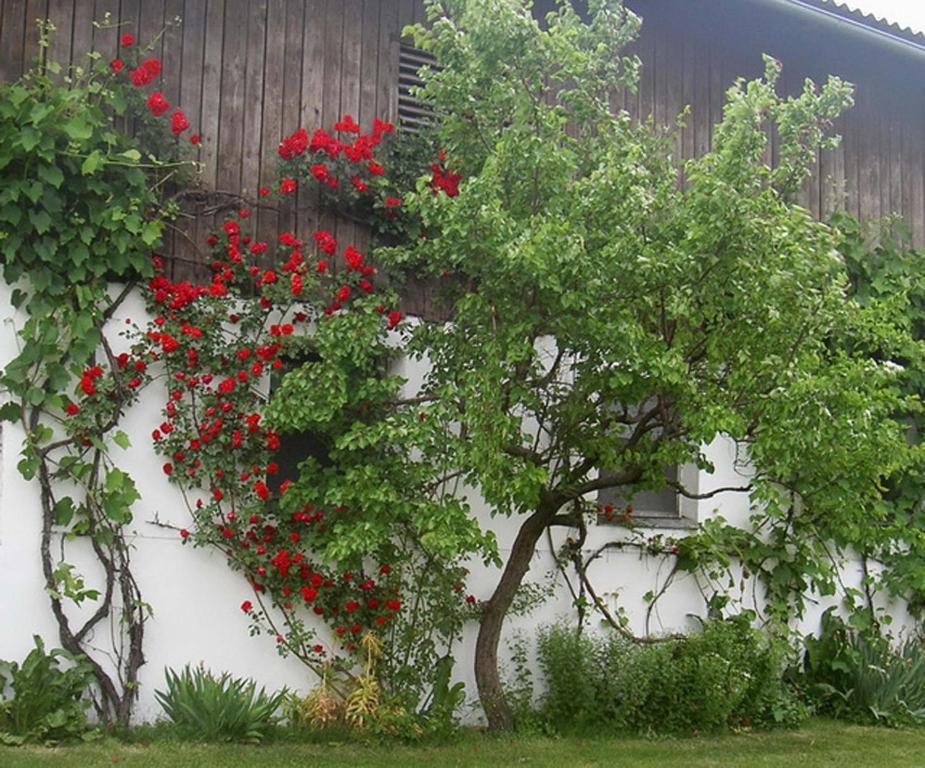 Goelsenhof - Fam. Buechinger Villa Wald  Eksteriør billede