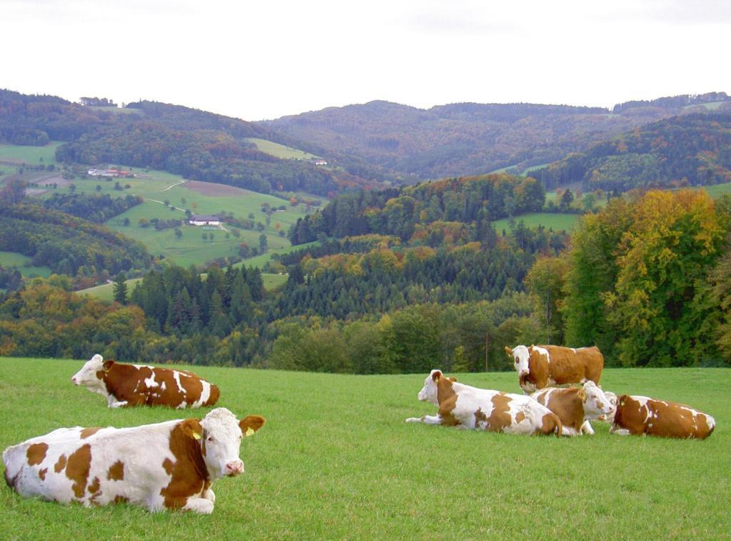 Goelsenhof - Fam. Buechinger Villa Wald  Eksteriør billede